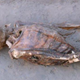 Image for article titled Mummies reveal that ancient irrigation created modern plague